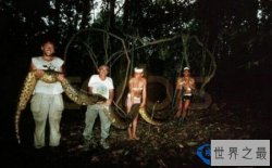 世界上最长的蛇，身长长达55米