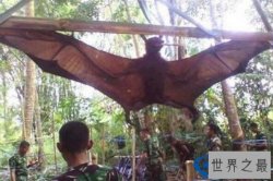 世界上最大的蝙蝠，翼展长达1.7米