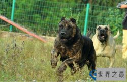 世界十大禁养猛犬排行榜 藏獒只能排第五