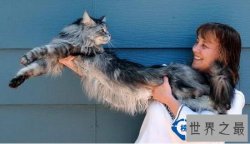 世界上最大的猫：缅甸猫Stewie(长1.23米)