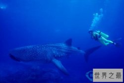 世界上最大的鱼：鲸鲨(长达20米/重1.2吨)