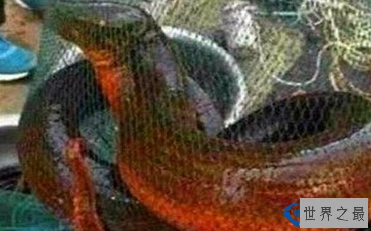 世界最大的黄鳝 重36斤有图有真相