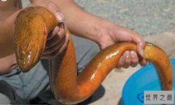 世界最大的黄鳝 重36斤有图有真相