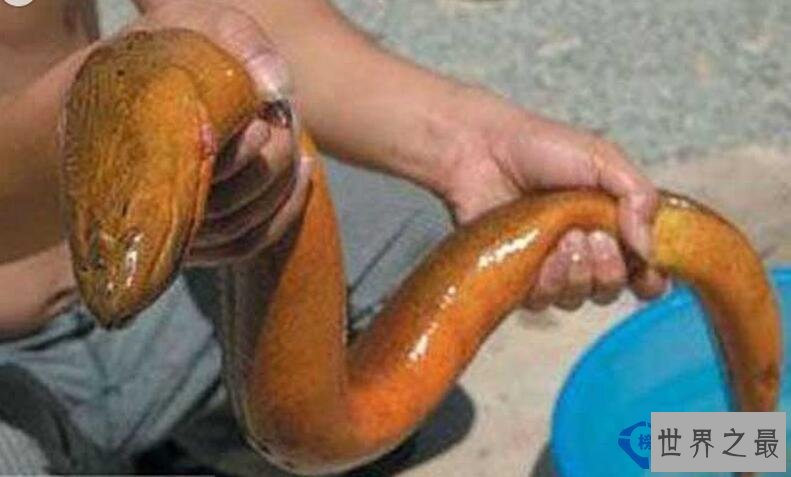 世界最大的黄鳝 重36斤有图有真相