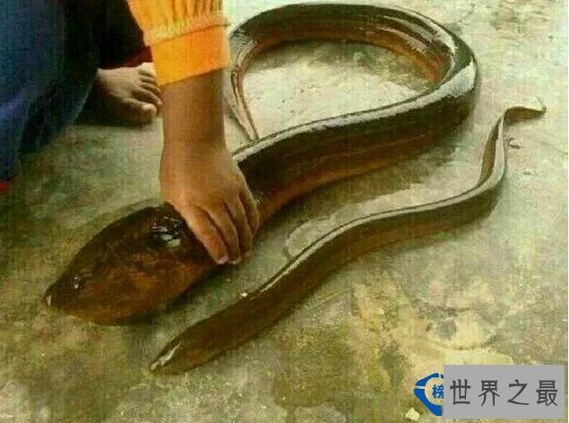 世界最大的黄鳝 重36斤有图有真相