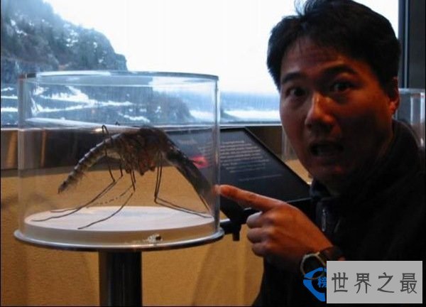 世界上最大的蚊子 比一般的蚊子大10倍