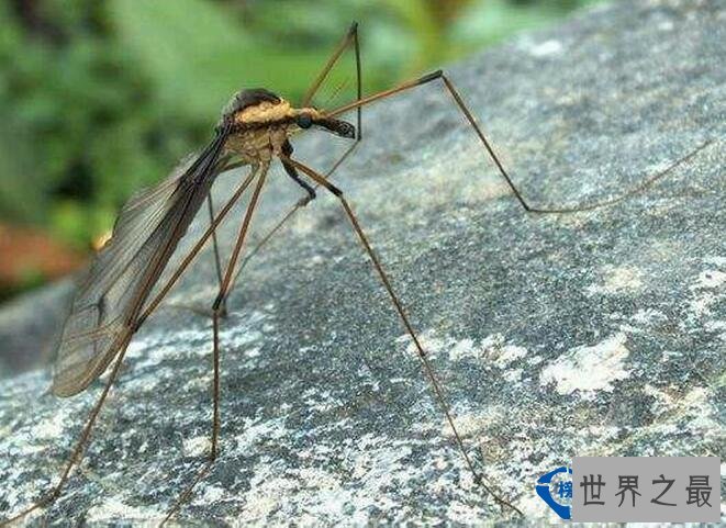 世界上最大的蚊子 比一般的蚊子大10倍