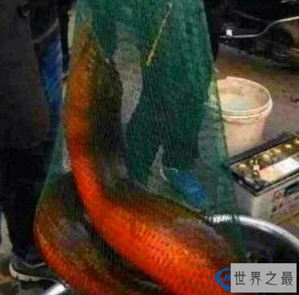 世界最大的黄鳝 重36斤有图有真相