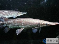 世界十大凶猛罕见的淡水鱼排行榜
