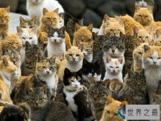 世界十大被动物统治的地方排行榜