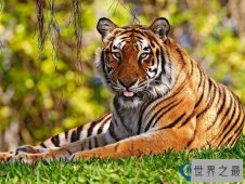 10种比熊猫还珍贵的动物排行榜