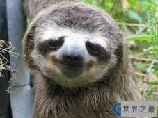 全球最萌动物排行榜 大熊猫才排第三