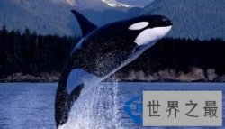 十种时速最快的海洋动物排行榜