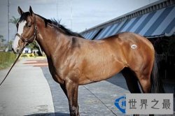 世界上最贵的十大动物排行榜