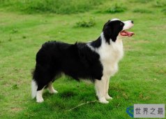 世界最聪明的犬TOP10