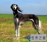 世界上最贵的犬排名