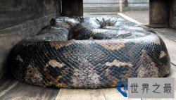 世界上最大的蛇：体重达447公斤