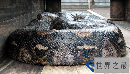 世界上最大的蛇：体重达447公斤