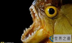 世界上最凶的鱼：南美吃人鱼（图）