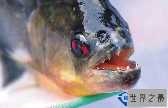 世界上最凶的鱼：南美吃人鱼