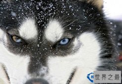 世界上最凶残的狼：极地狼