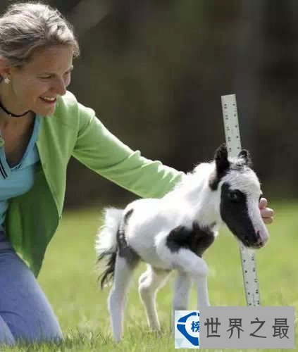 世界上最小的马