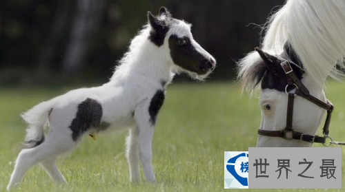 世界上最小的马