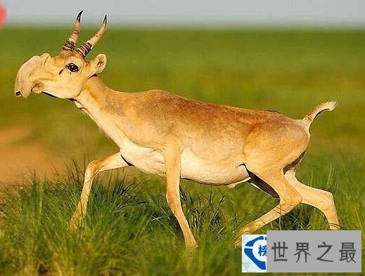 世界上最稀有的动物排行榜