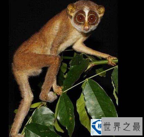 世界上最稀有的动物排行榜