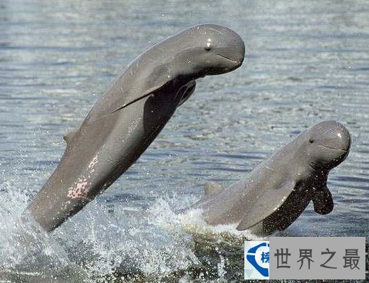 世界上最稀有的动物排行榜