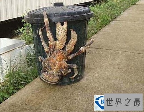 世界上最稀有的动物排行榜