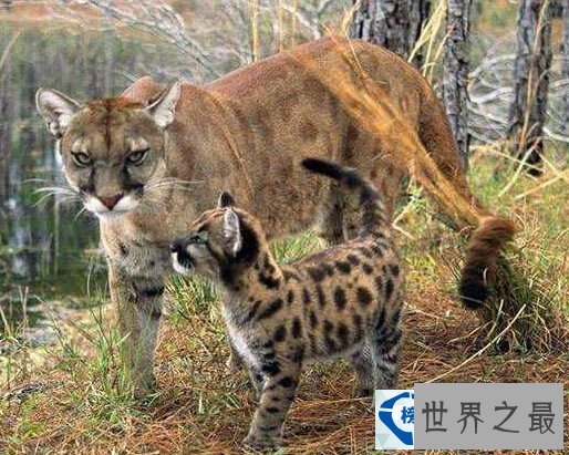 世界上最稀有的动物排行榜