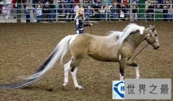 世界上尾巴最长的马：Summer