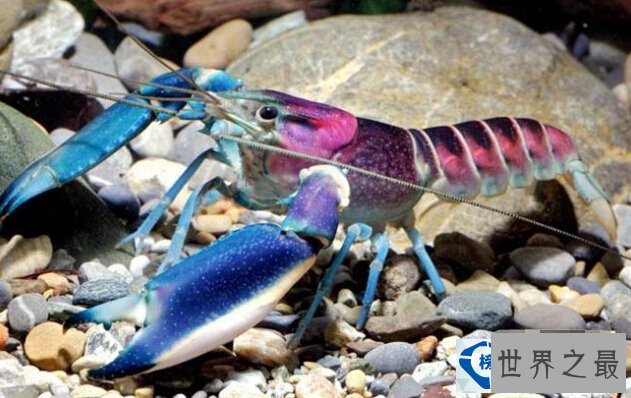 世界上最美的小龙虾