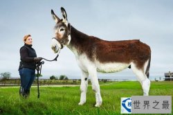 世界上最高的驴：罗穆卢斯