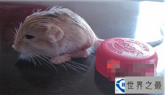 世界最小跳鼠