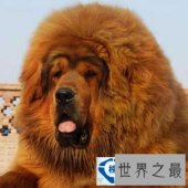 世界上最大的藏獒王