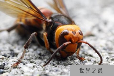 世界最厉害的十大蜂