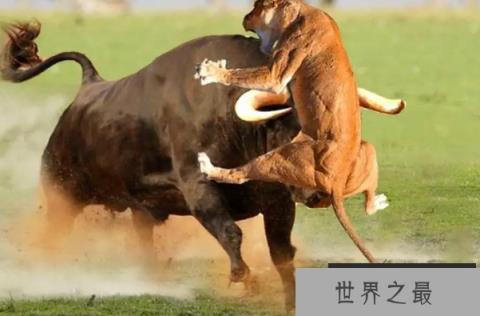 非洲动物战斗力排名前十名