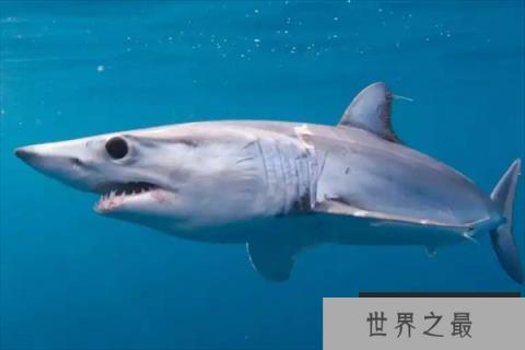 现代海洋十大霸主