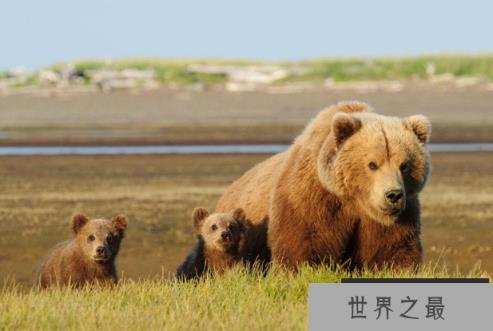 陆地动物10大单挑王：棕熊