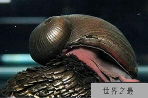 海洋中最神秘的十大生物