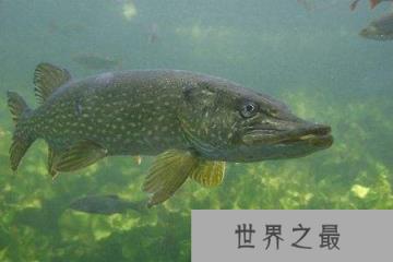 世界上最长寿的鱼