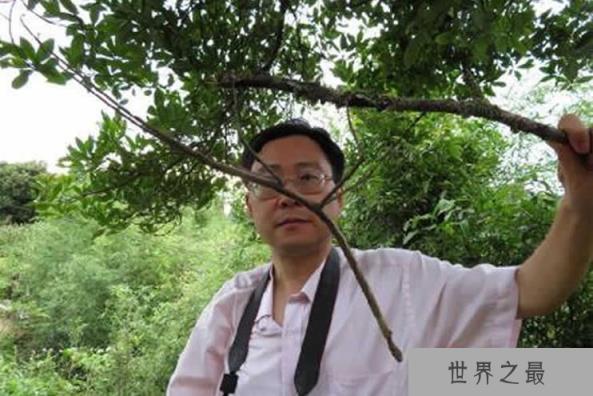 世界上最大的昆虫——竹节虫 世界上最大的昆虫——竹节虫