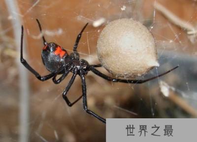 世界上最毒的蜘蛛-黑寡妇