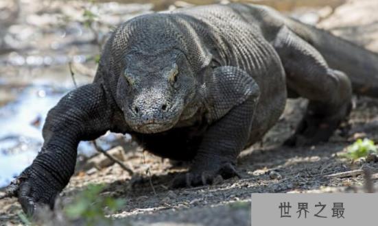 世界上最毒的蜥蜴：科莫多巨蜥，含剧毒吃同类幼体
