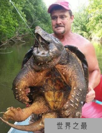 世界上最大的水龟——真鳄龟