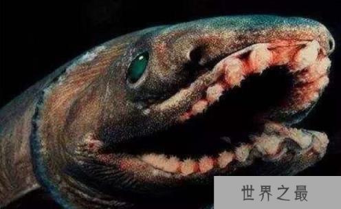 世界上最原始的鲨鱼：皱鳃鲨，鲨鱼中的活化石(3.8亿年)