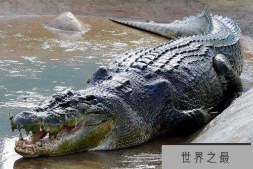 世界上10大最凶猛危险的动物