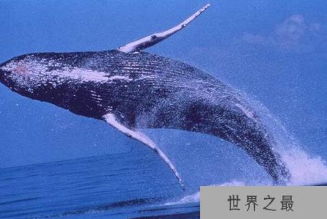 世界上最大的动物，蓝鲸以33米居榜首(最大动物盘点)